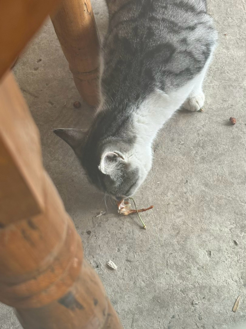 江秋灬 哈基米 