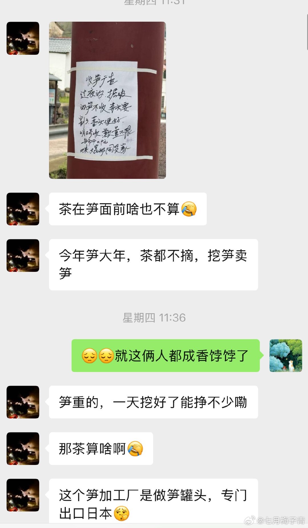 抢完茶青抢人，就这几个老头老太太都是香饽饽。每年只要收笋的一来，摘茶就不好找人了