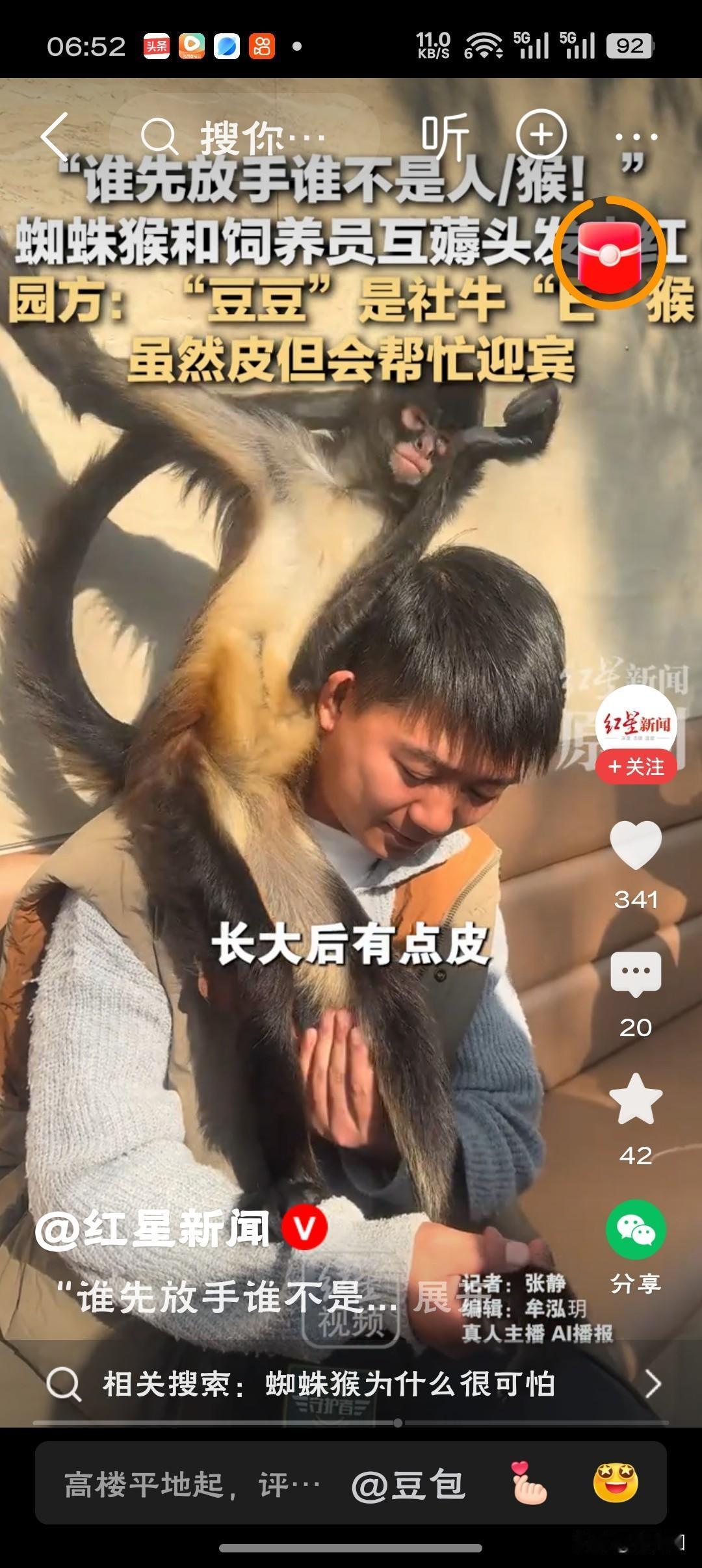 蜘蛛猴和饲养员互薅头发走红 最近上海野生动物园的蜘蛛猴“豆豆”火出圈啦！它和饲养