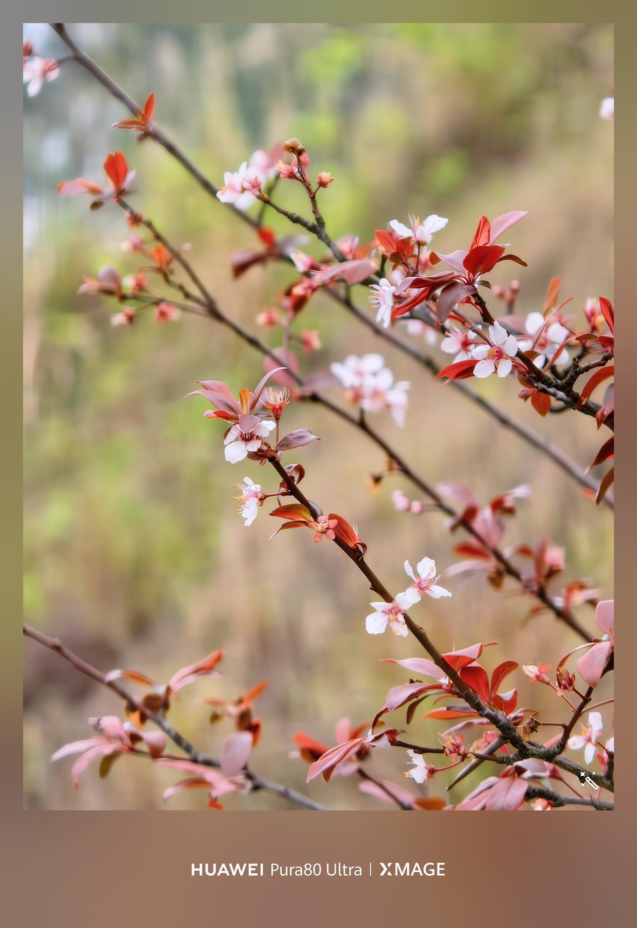 Ultra的长焦微距，像带着温度的指尖轻轻掀开春天的帷幔——红萼裹着白瓣的娇羞，