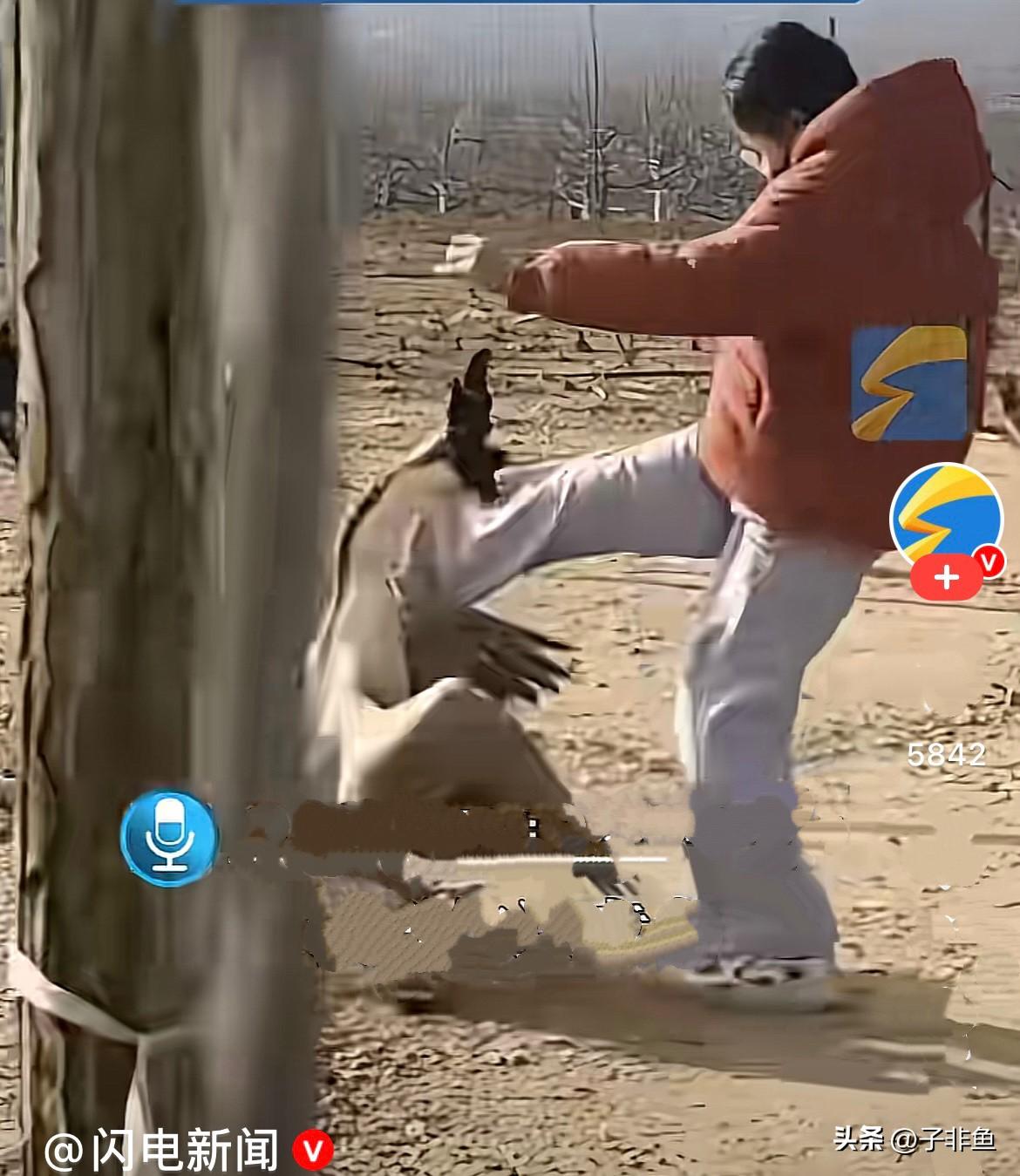 近日，山东烟台一女孩为她家养的大鹅时，被大鹅掐了，看似文静的女孩拎起大鹅的脖子就