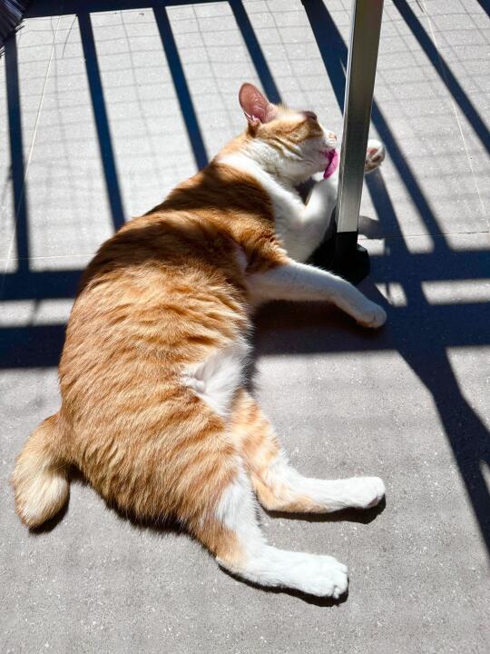 养了一只爱滚猫砂的猫咪