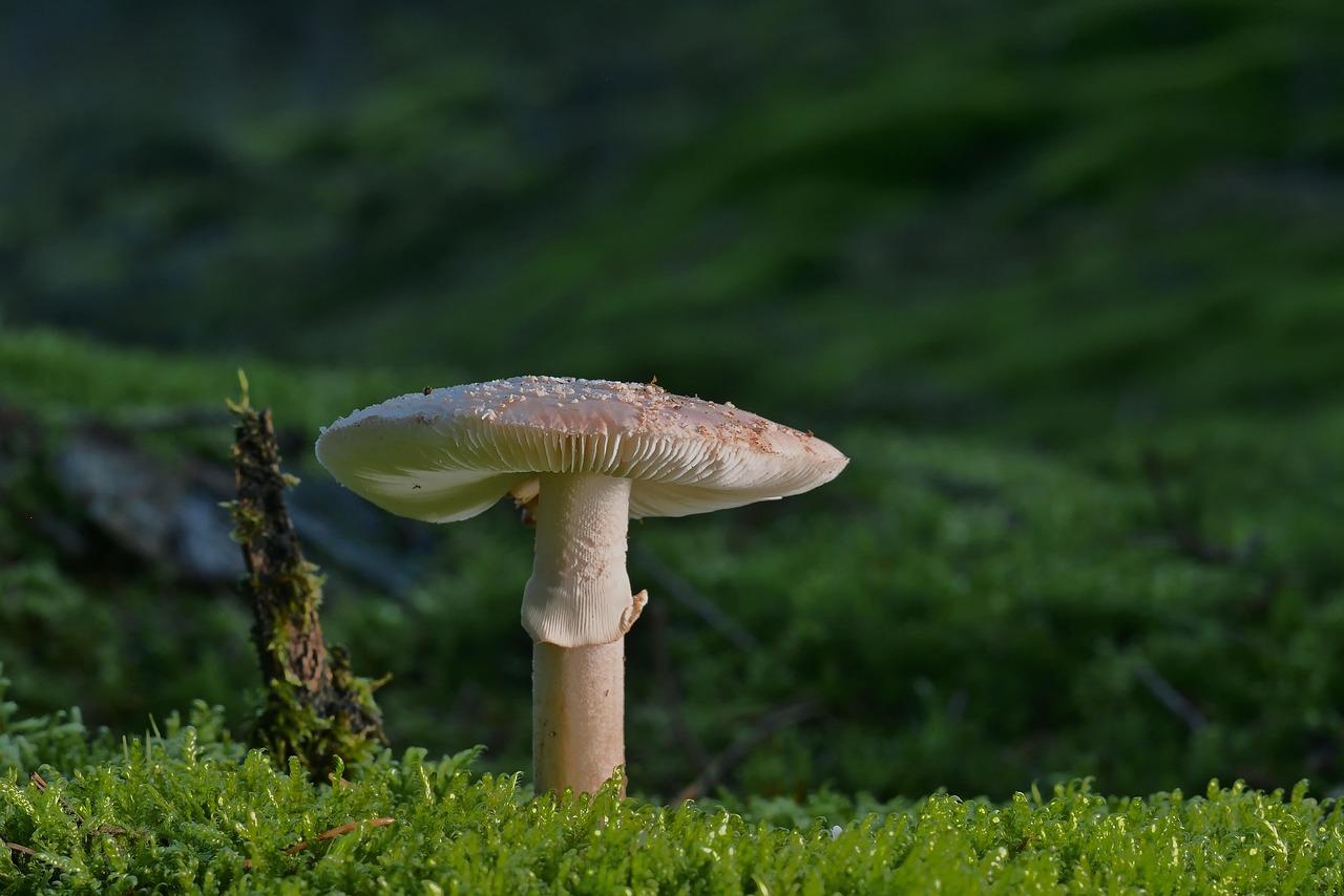 早上送儿子上学，老师要求儿子给班上的同学买50块糖，进到超市，我说买50块糖块，