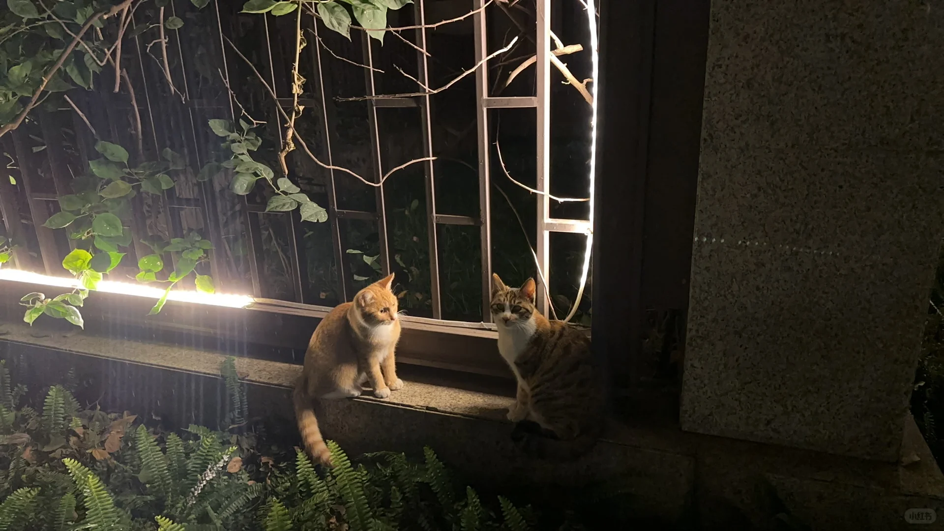 流浪猫tnr