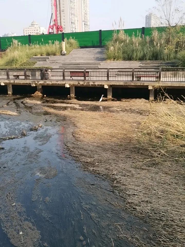 起底苟仲文这是什么鸟？
脖子伸的太长了，飞着、飞着…，就没了。