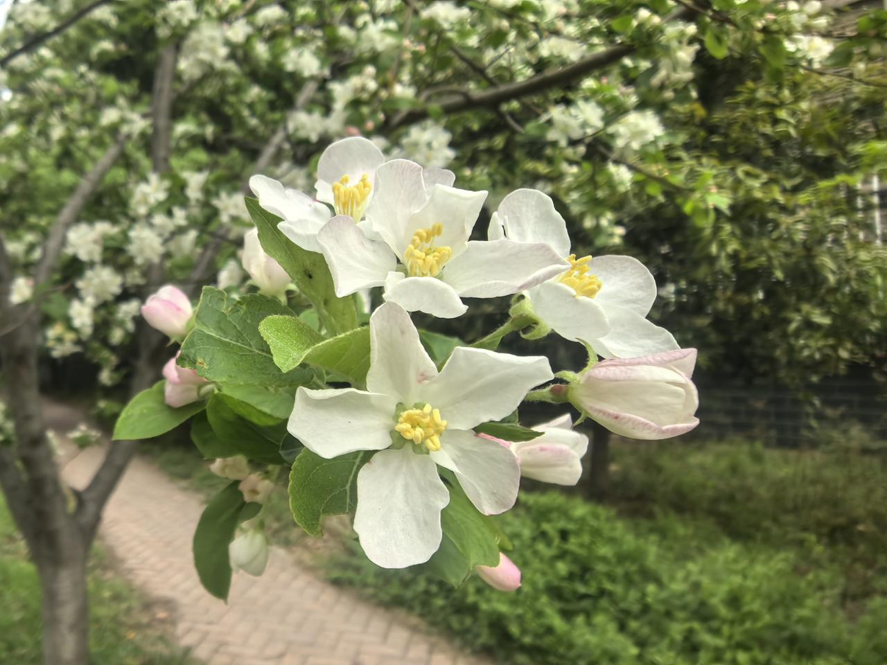 春日里的白色花朵，绽放在枝头，清新自然。