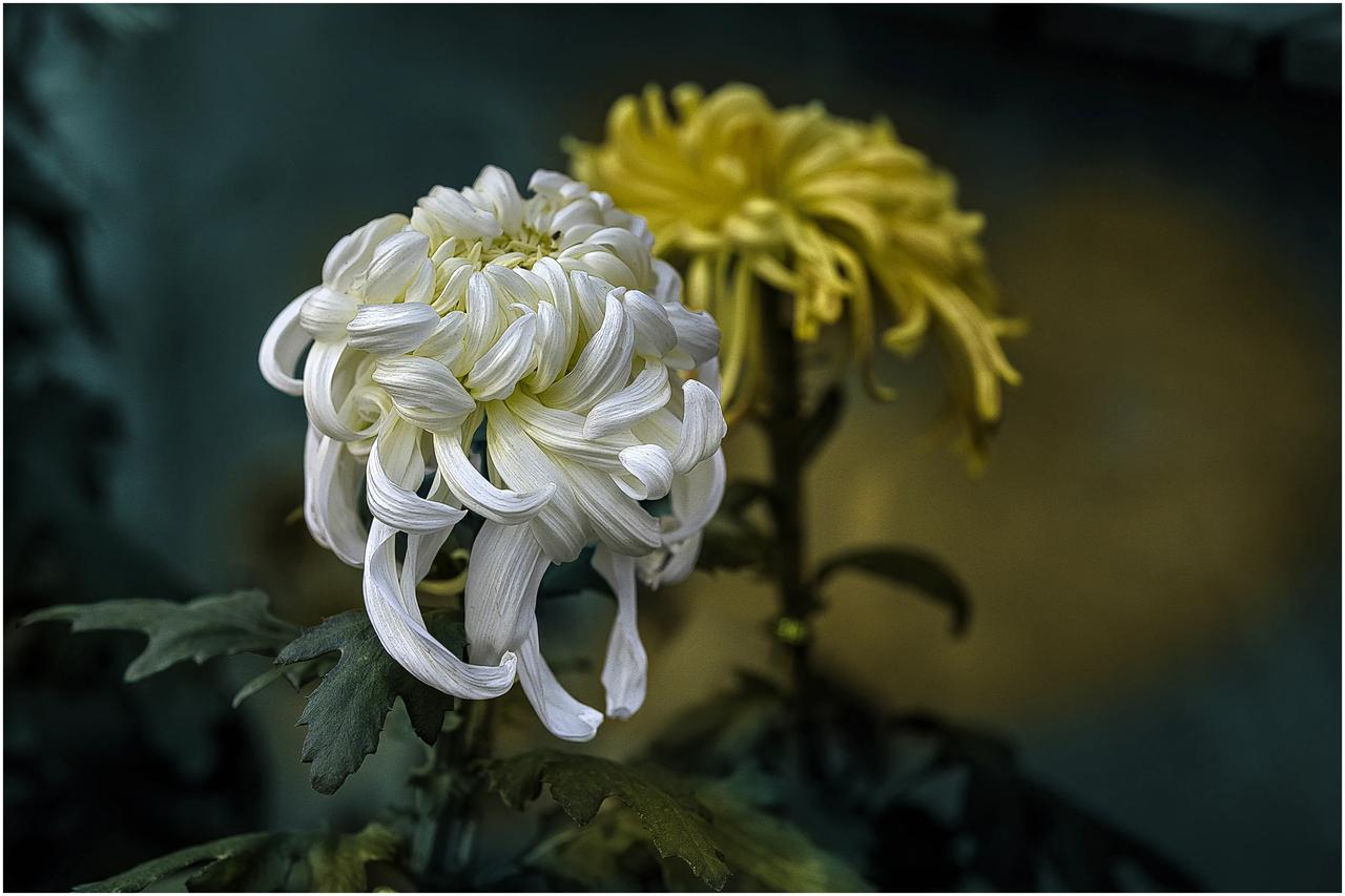 菊花已经报枯在枝头了。只能看看几个月以前的菊花了。