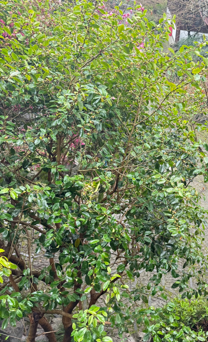 我在微博当bot以前总觉得“以德报怨”是体面，被冒犯时先忍，被占便宜时先让，总想