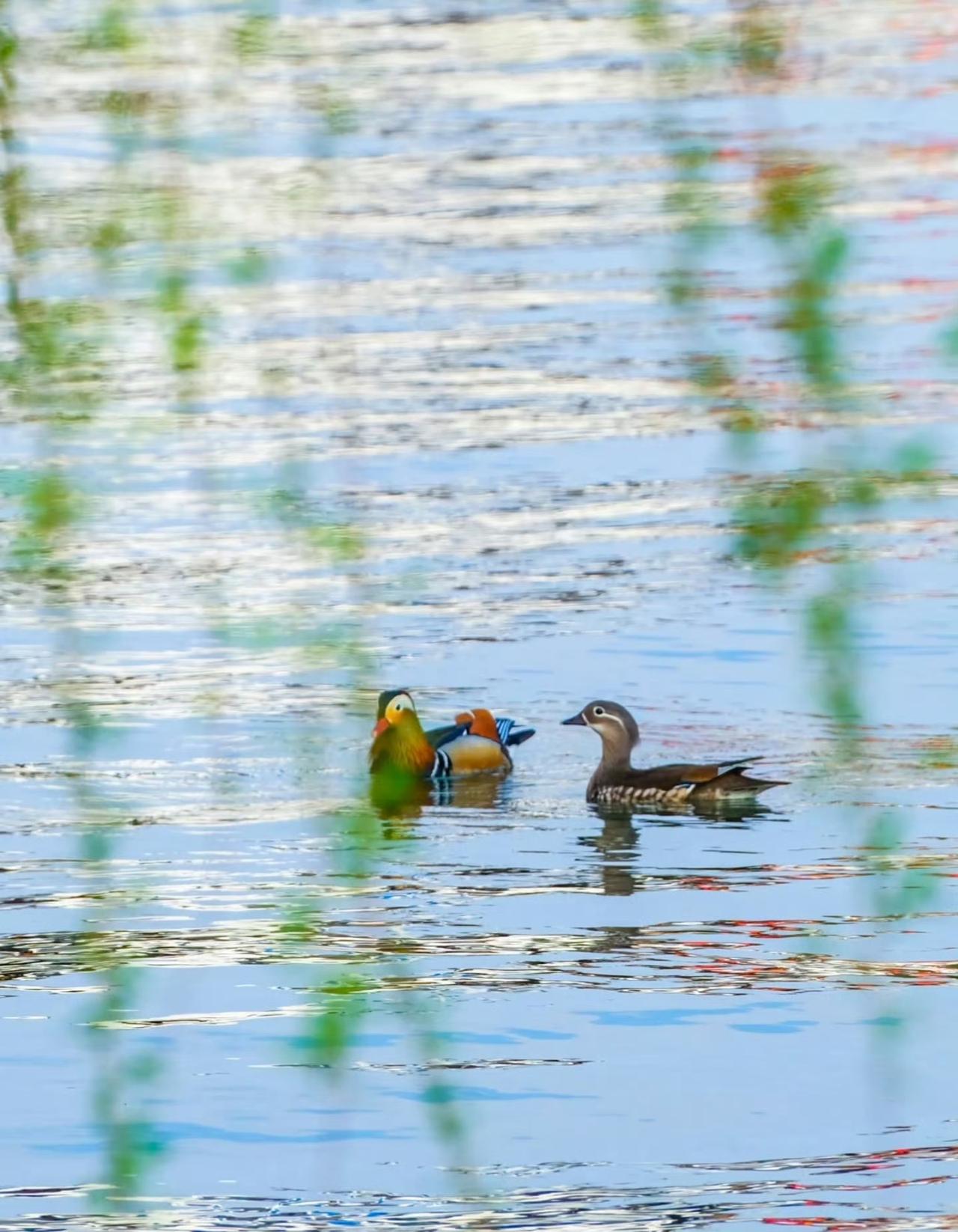 “  春意款款，岁月缓缓 … ” ​​​
沐风书画
