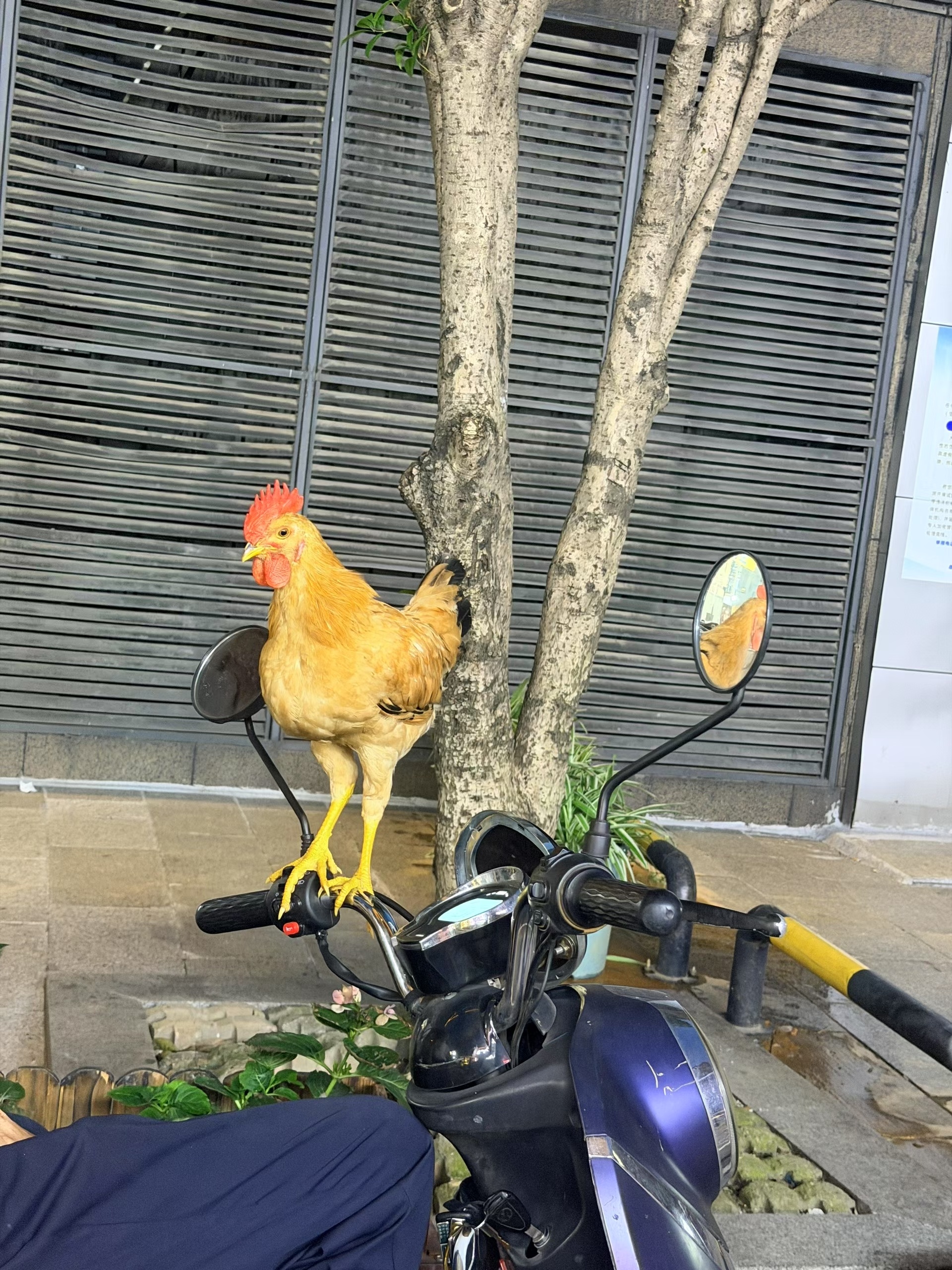 养宠物鸡是不是很小众 