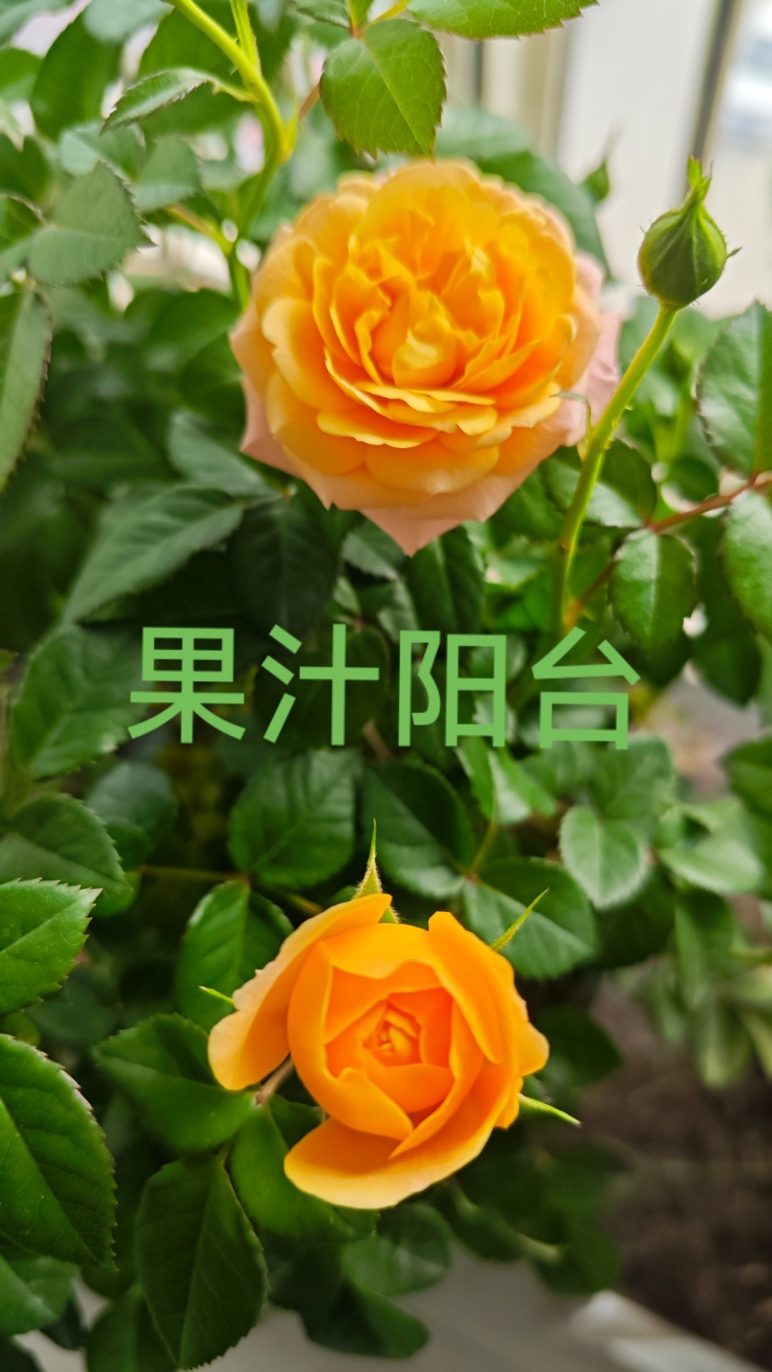 稀有品种就是比普通品种有气质！碧翠丝好看。[舔屏] ​​​