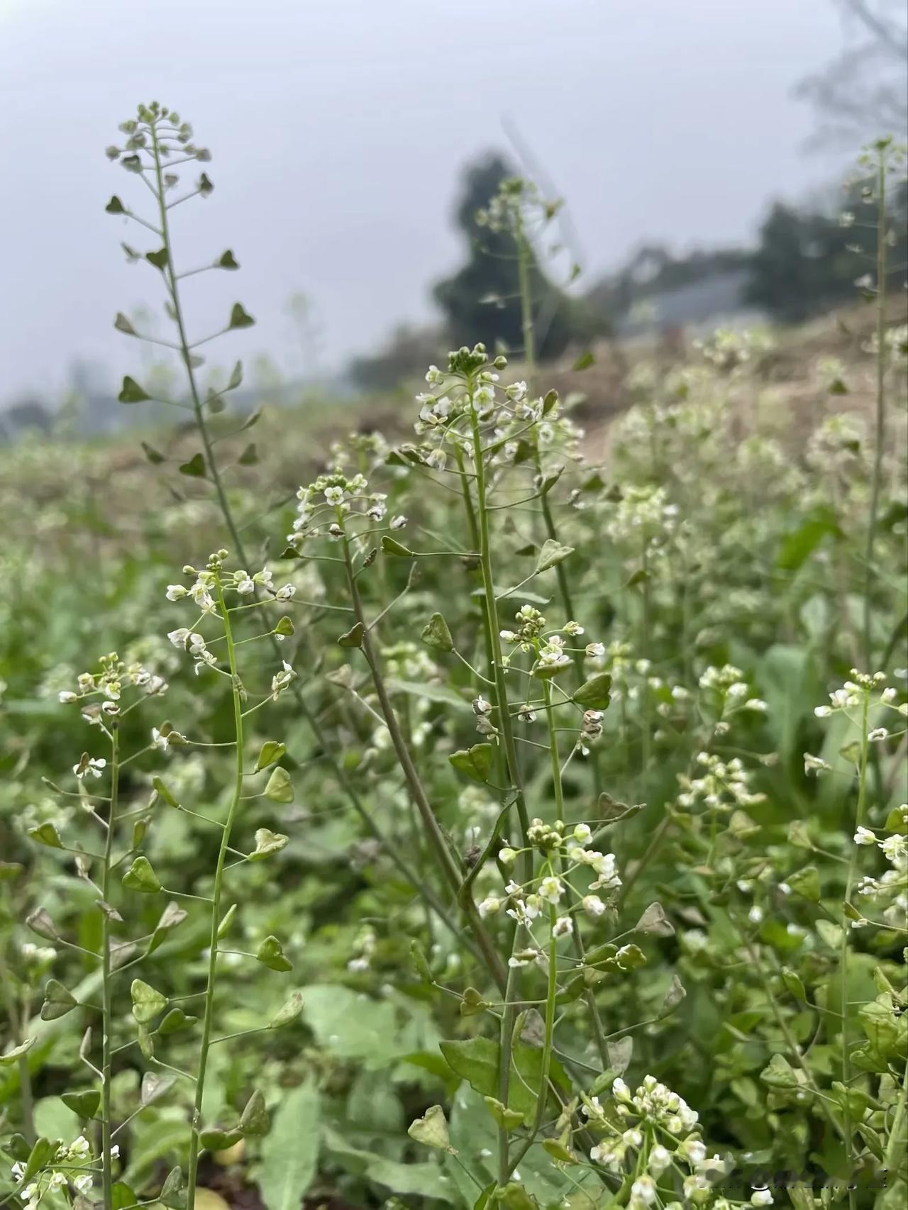 天南地北大拜年戳这里，一起放烟花>