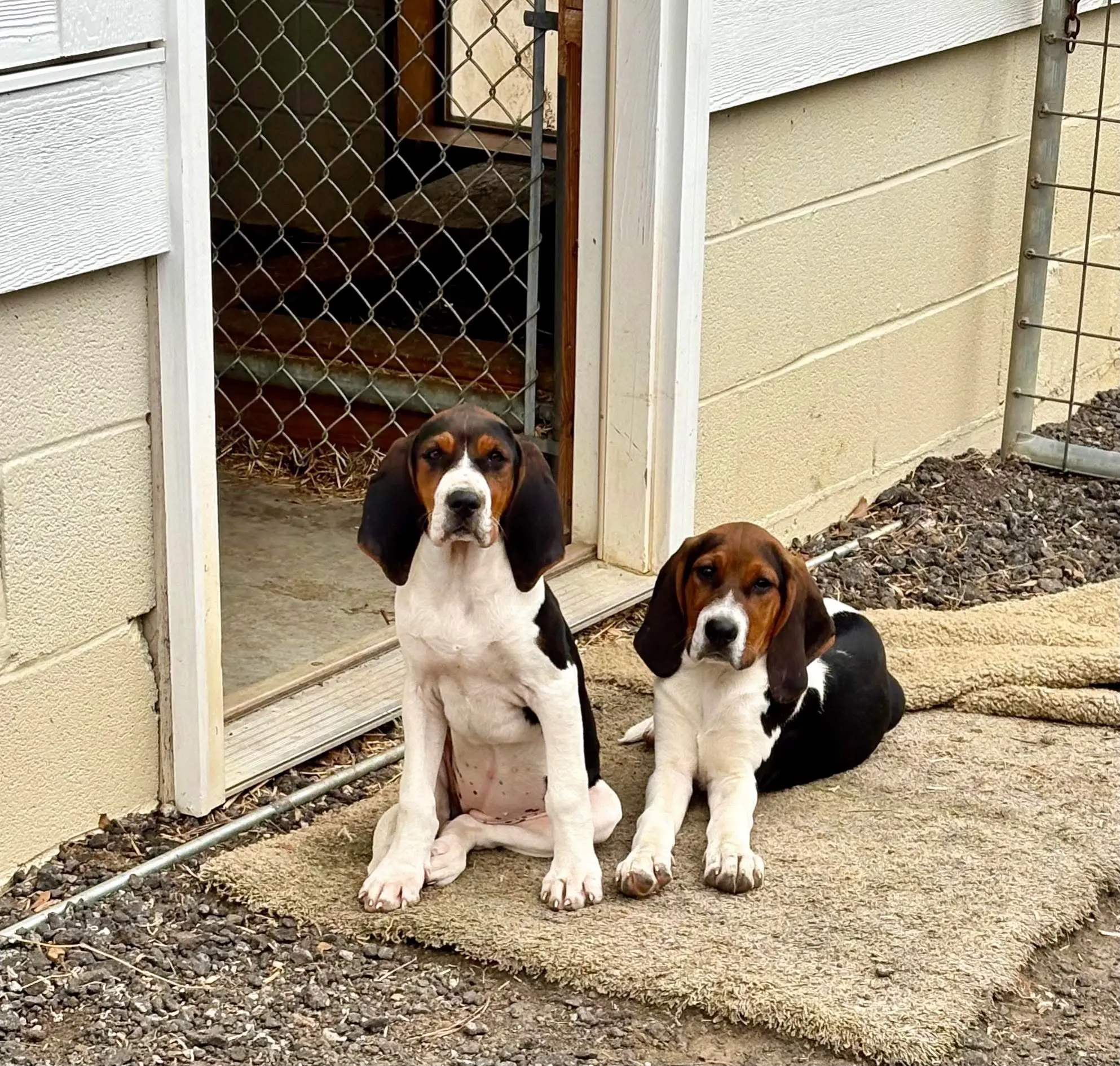 Treeing walker coonhound