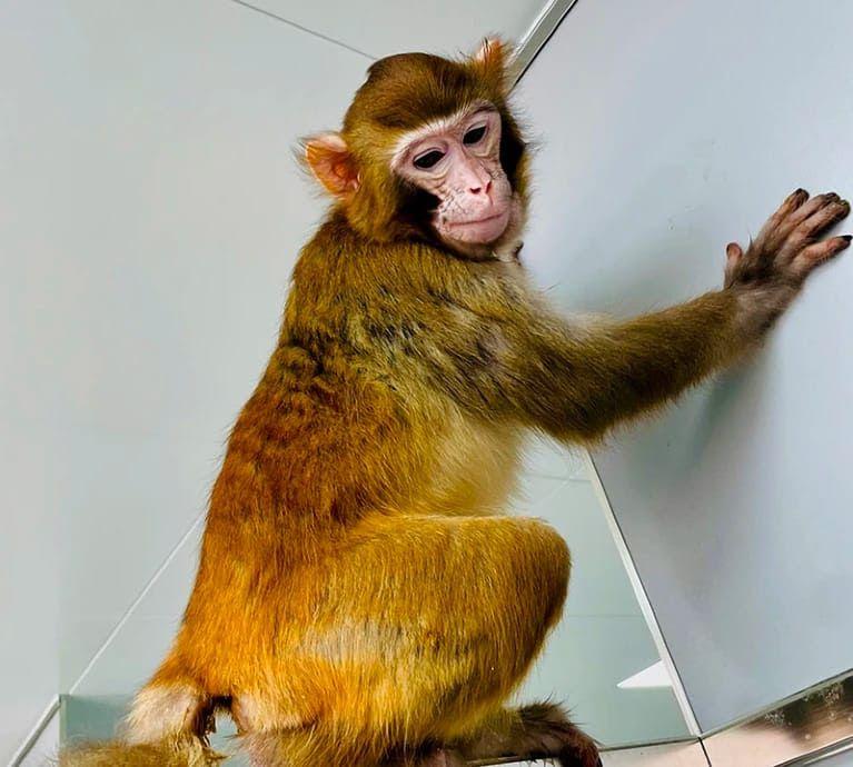 克隆恒河猴（Macaca mulatta）首次活到成年，为灵长类动物的进一步研究
