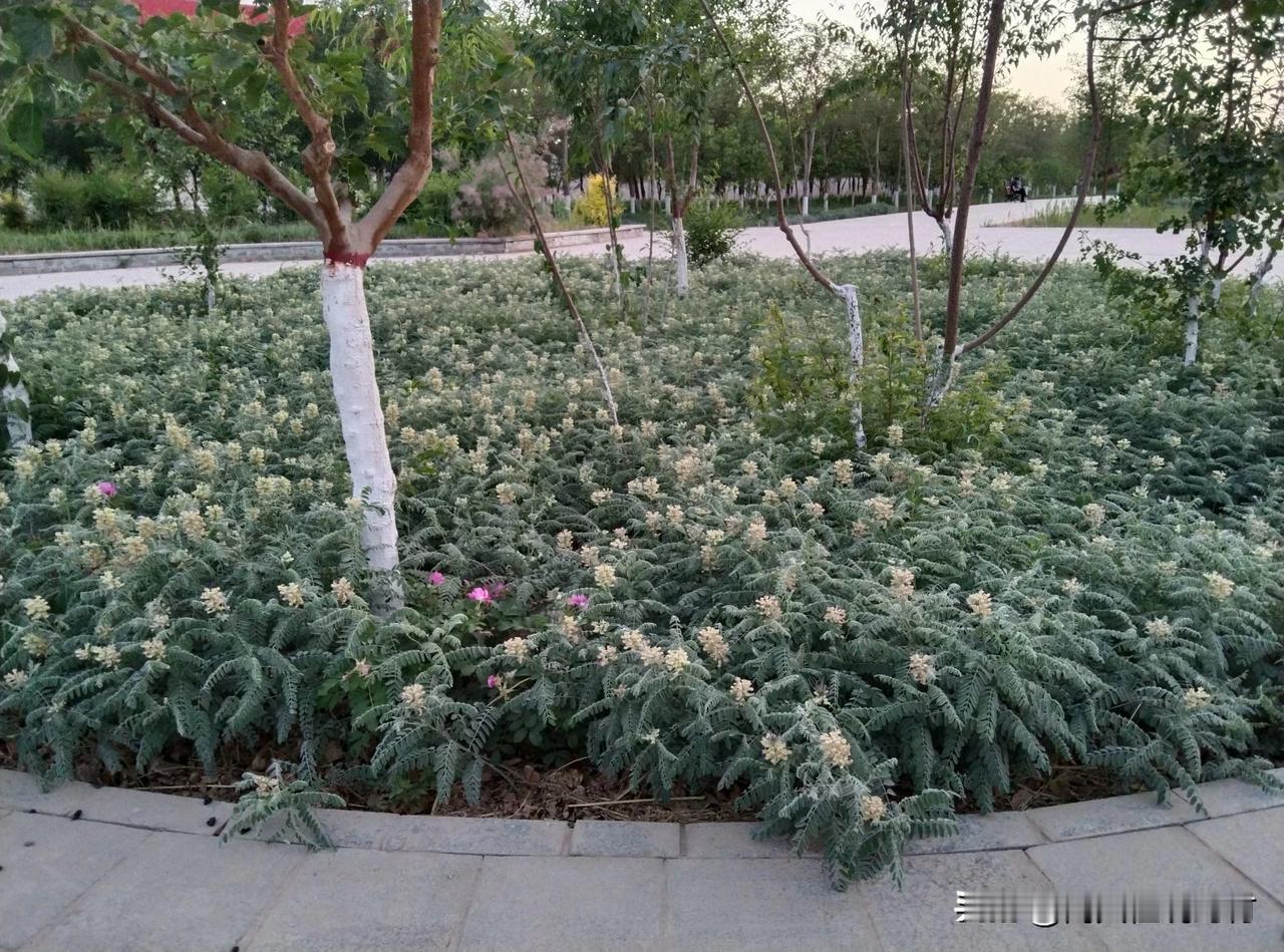 苦豆子生态公园，不错。