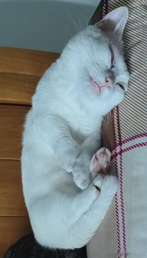 49682【丑猫】睡着了喵 