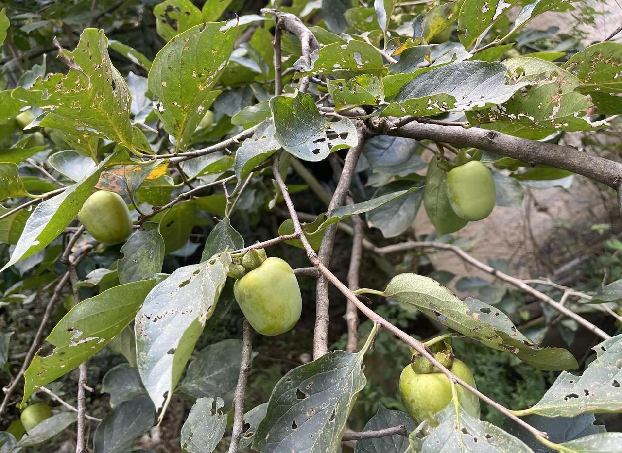 明天是中元节，妈妈离开我们整整一年了，今天回家接祖，这也是妈妈离开后，我第一次回