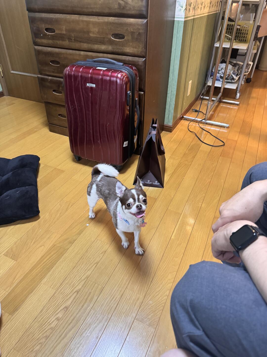 你的小可爱正飞奔而来 🐾