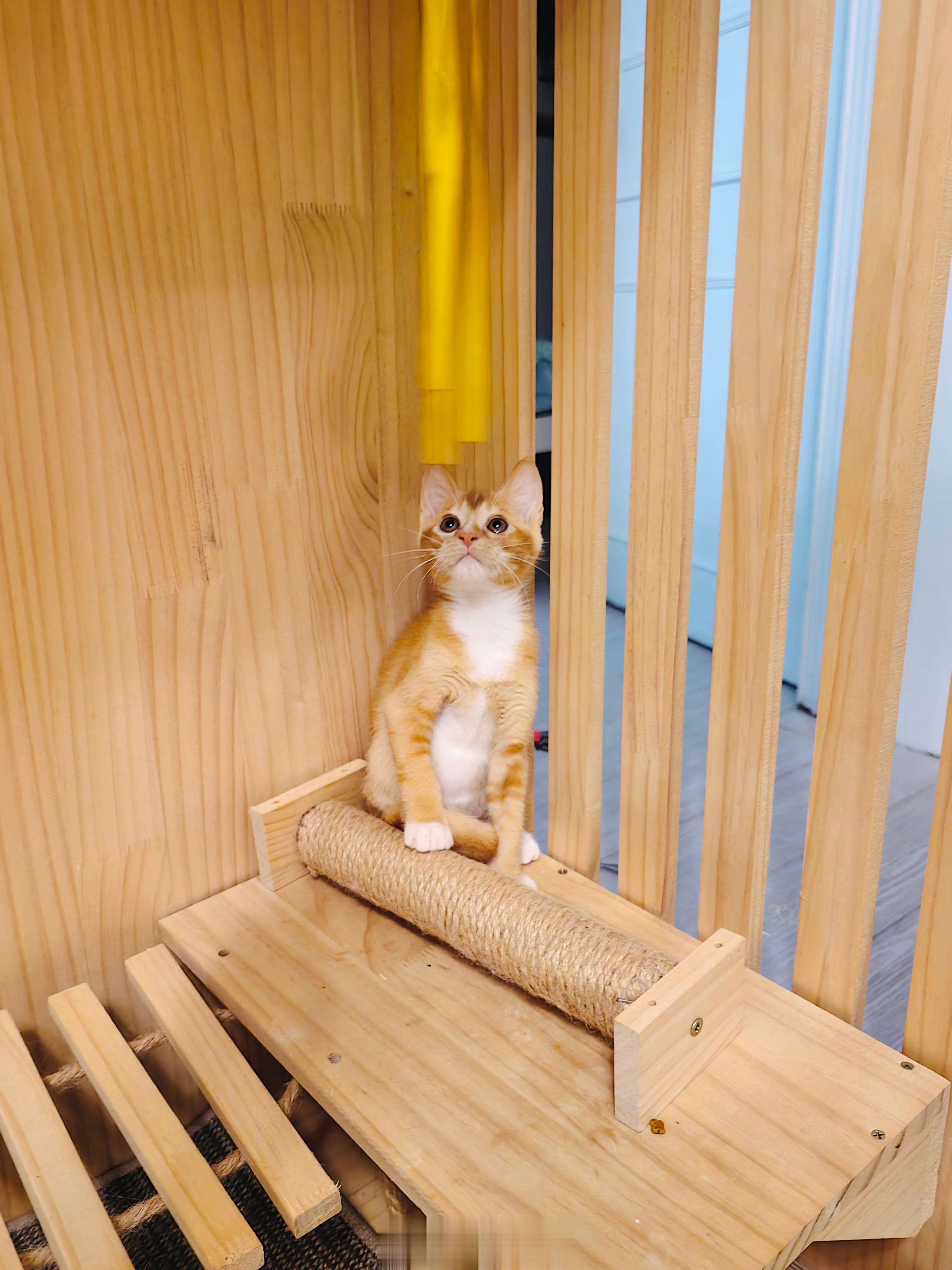 #广州领养喵咪##广州领养猫[超话]# 送养之路不容易～～有广州的朋友想要和毛小