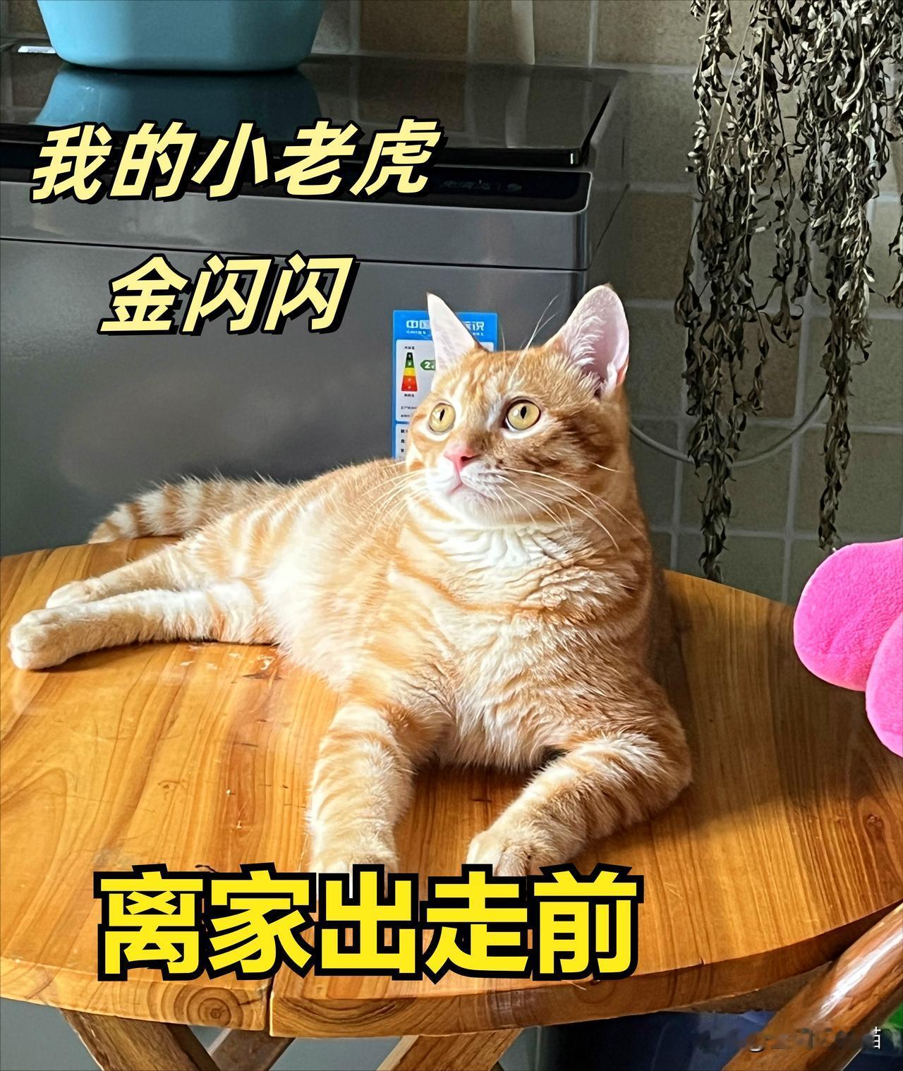 回归后的猫咪遭遇过什么我们永远不知道，他的体态变化告诉我们经历过什么！下面我放了