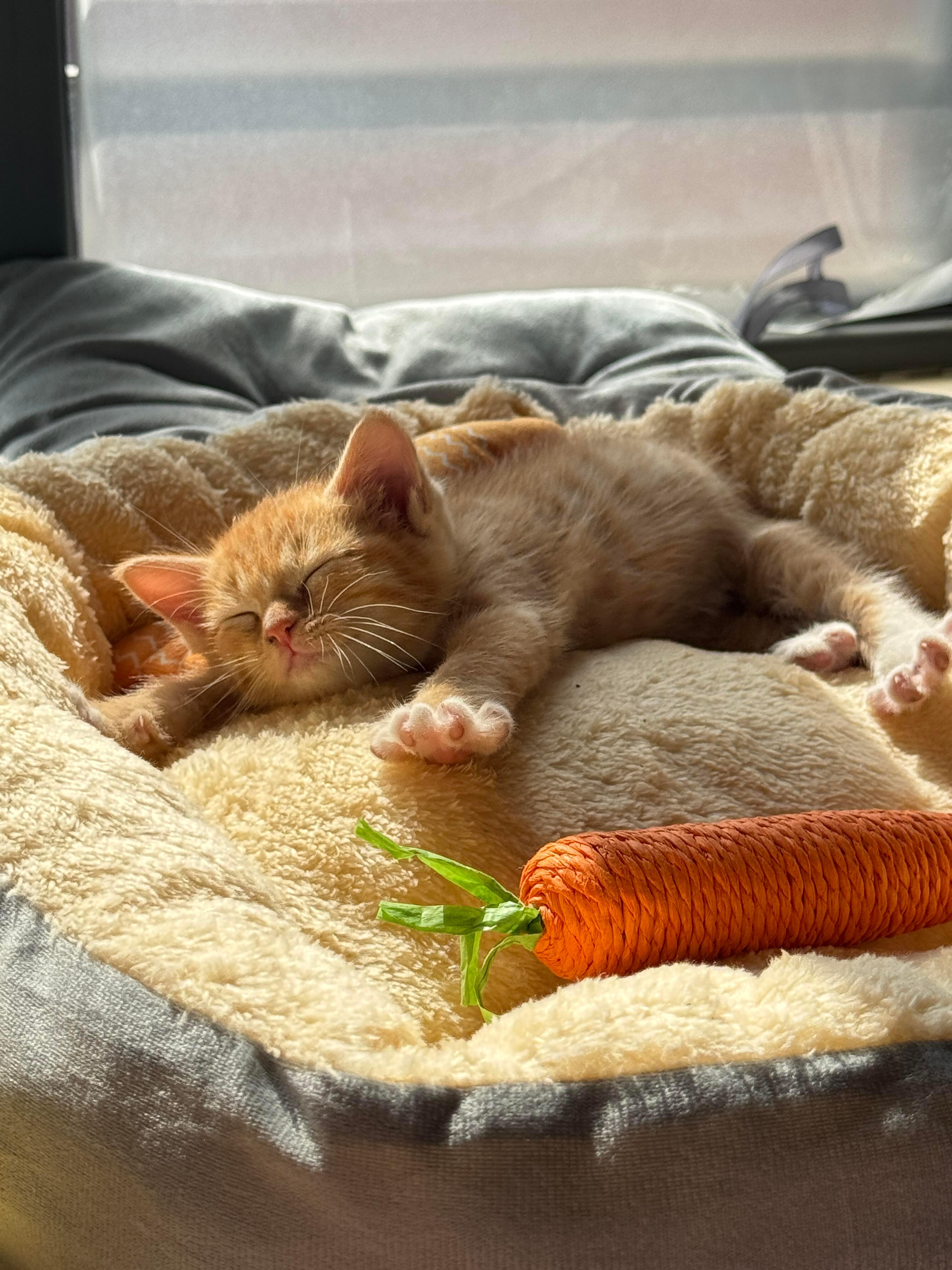 谁家小橘崽睡这么香啊 