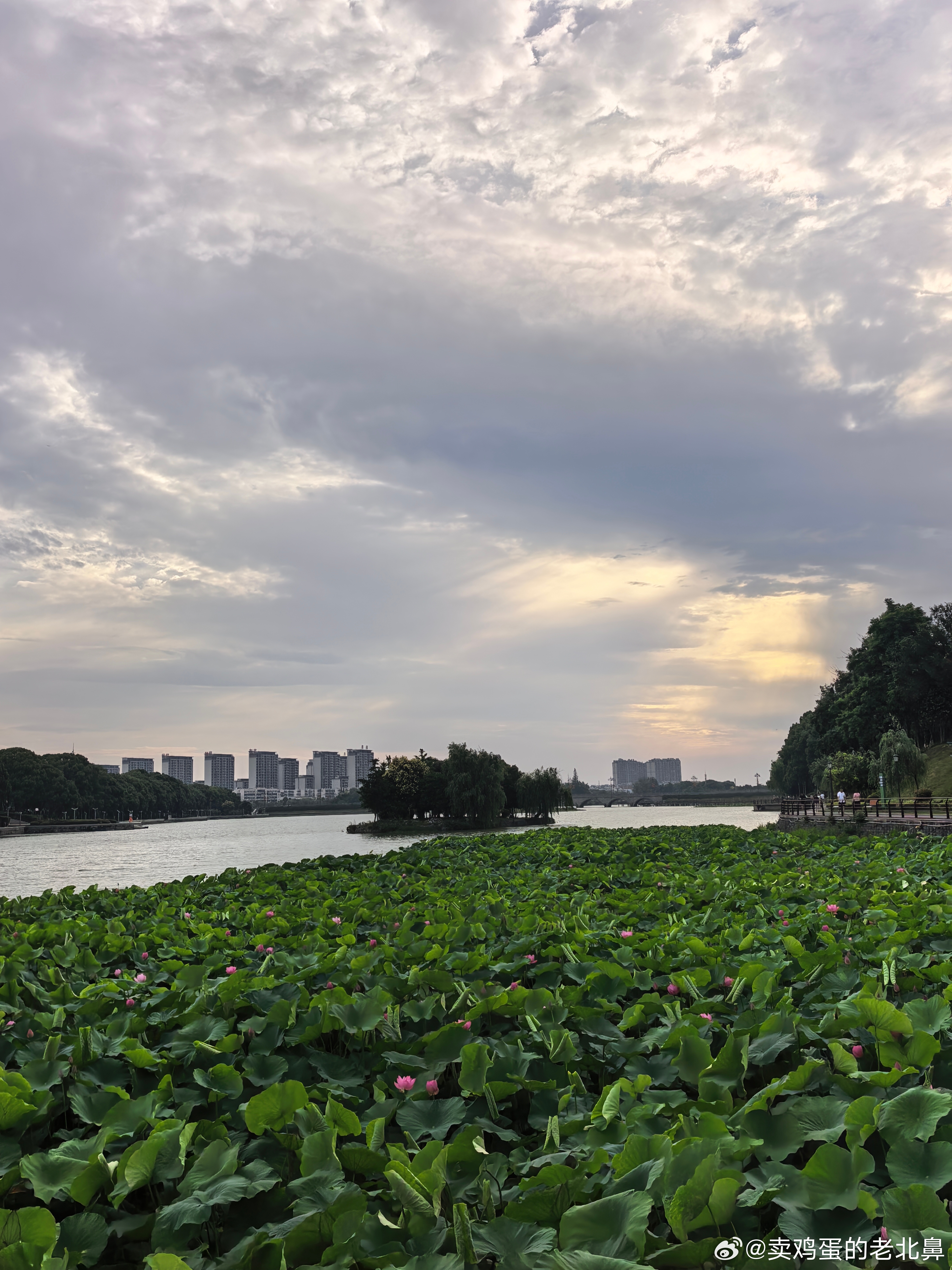 今日小暑。是二十四节气中的第十一个节气。小暑的到来。意味着盛夏正式开始。天气开始