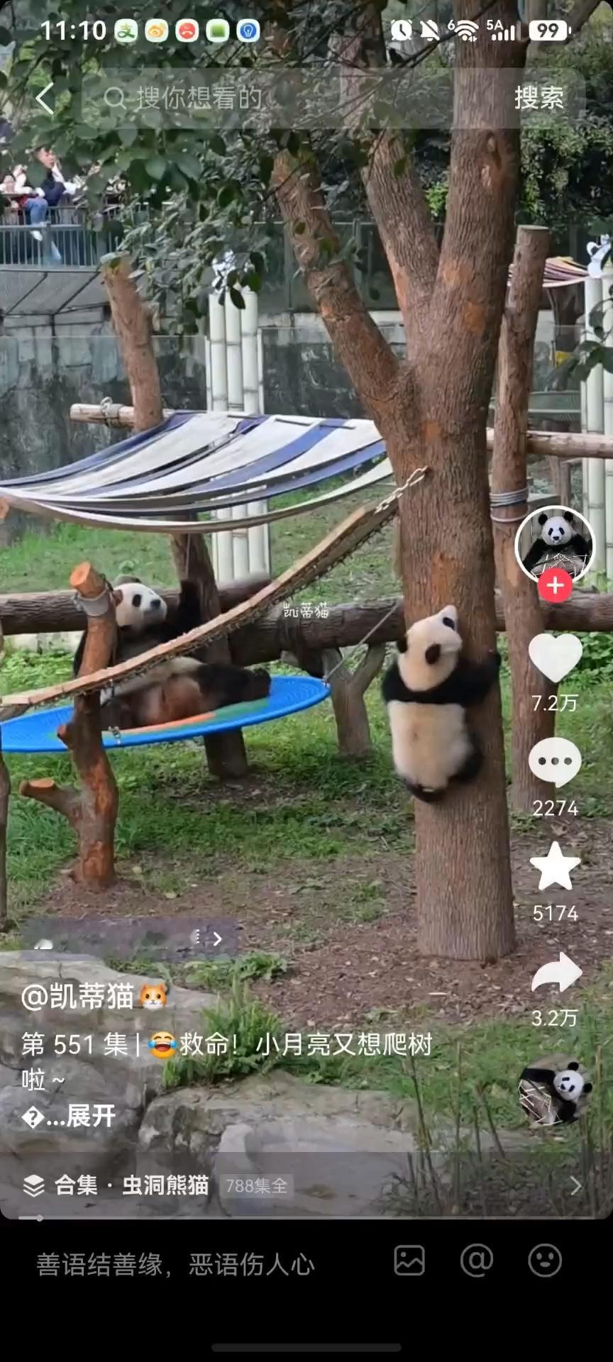 我觉得良月，她是一个很称职的母亲大熊猫，她在做示范，她用动作告诉小月亮爬树上很高