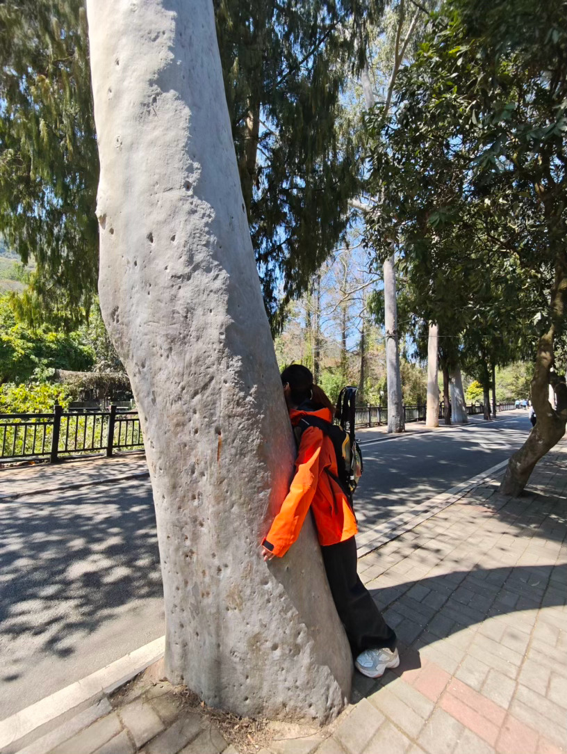 为一场花开赴一万次山又到了为野杜鹃翻山越岭的季节。四月的主要任务是进山里看整片整