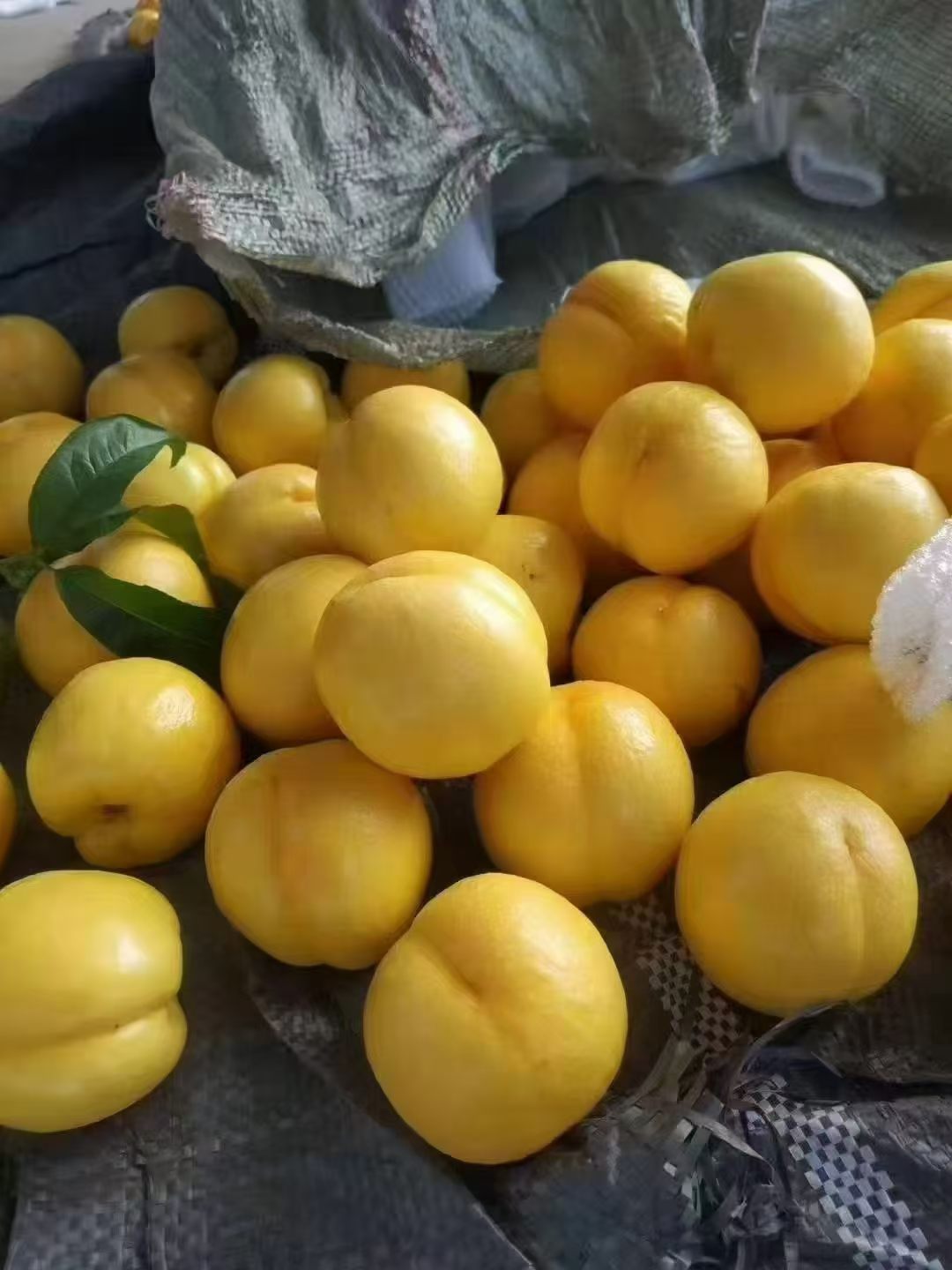 蒙阴蜜桃，原产地直发，太真了……我亲戚，朋友，同学不少做桃子，都是自家的，品质好