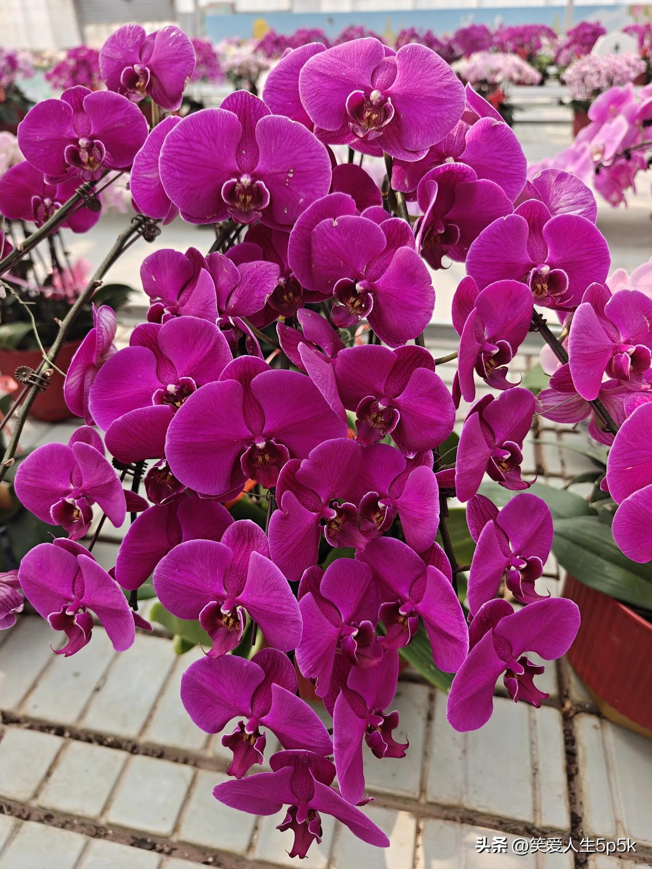 晒一晒你随手拍的花花草草百性身边的花花草草，记录生活，每一个画面都有故事。