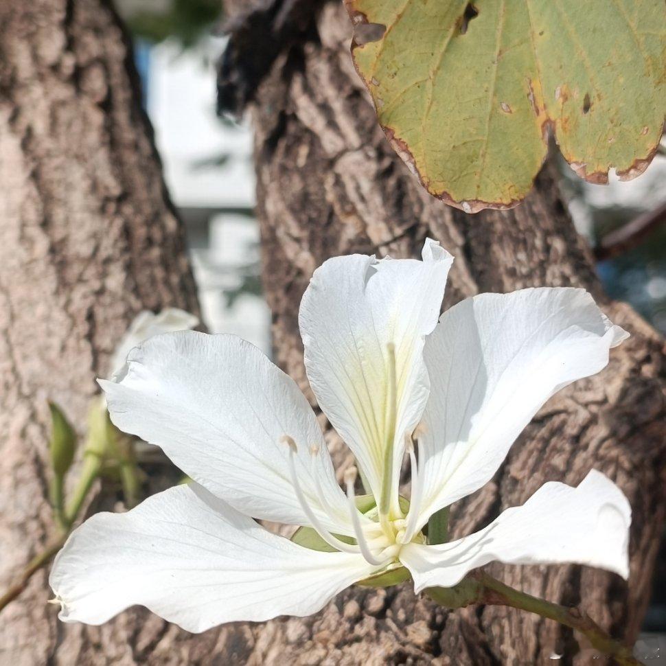 今天大太阳，出去走了下，感觉回到了夏天，能穿短袖了。前两天冷飕飕的，一天又入夏了