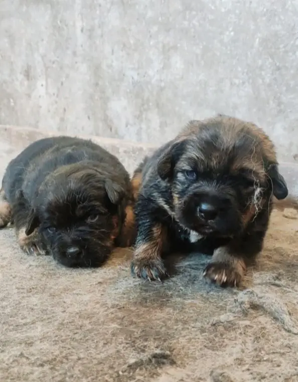 玩的就是一个字，真。