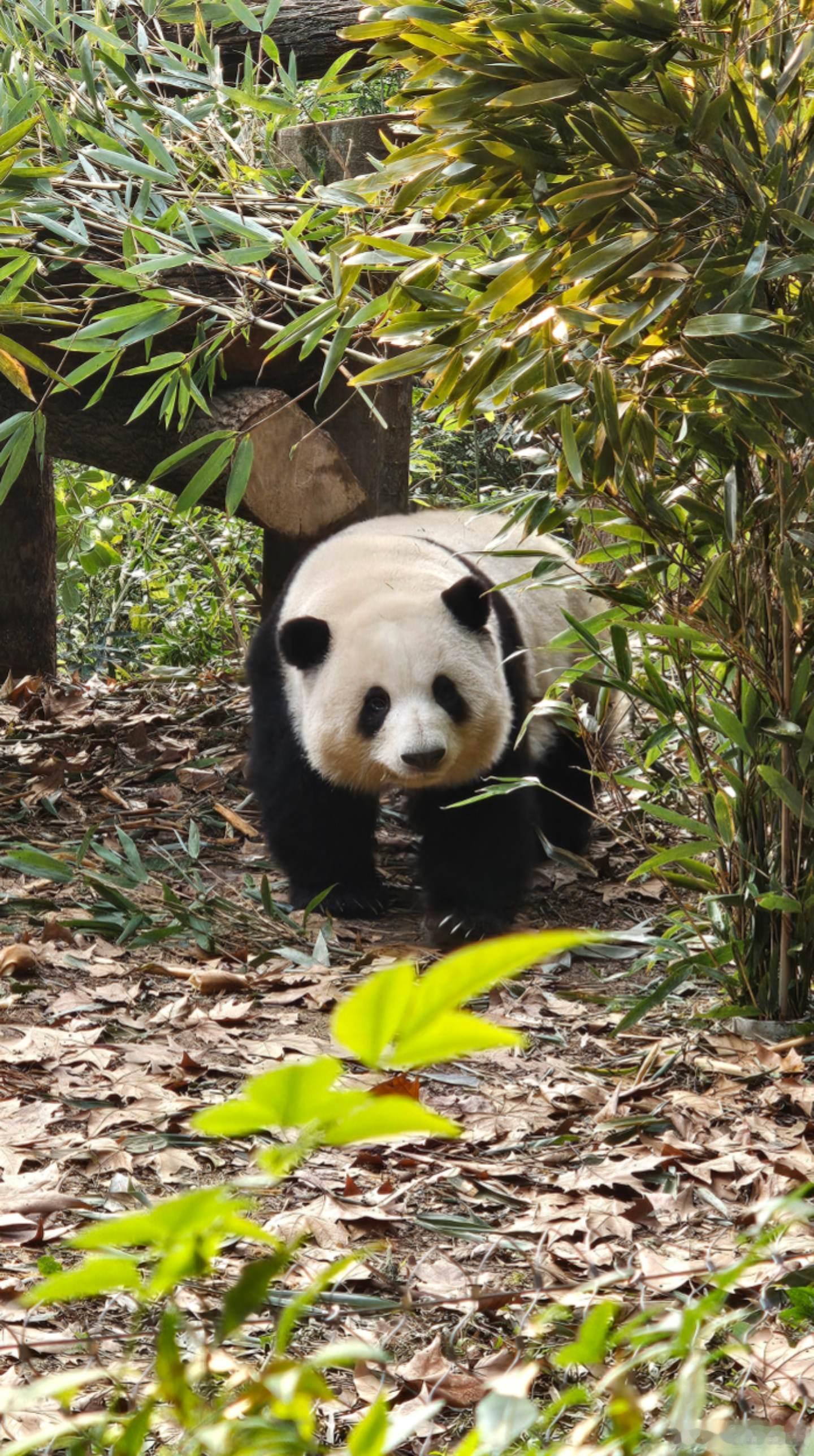 花花不愧是大明星，这小饭团子萌死了 