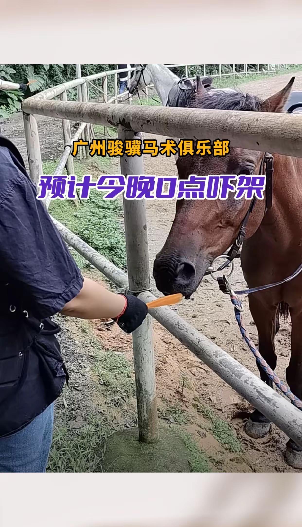 广州骏骥马术俱乐部 野骑解压 骑马