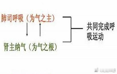 如何解读，呼吸与五脏的密切关系？中医认为；1，肺主气司呼吸；然而肺的呼吸运动与五