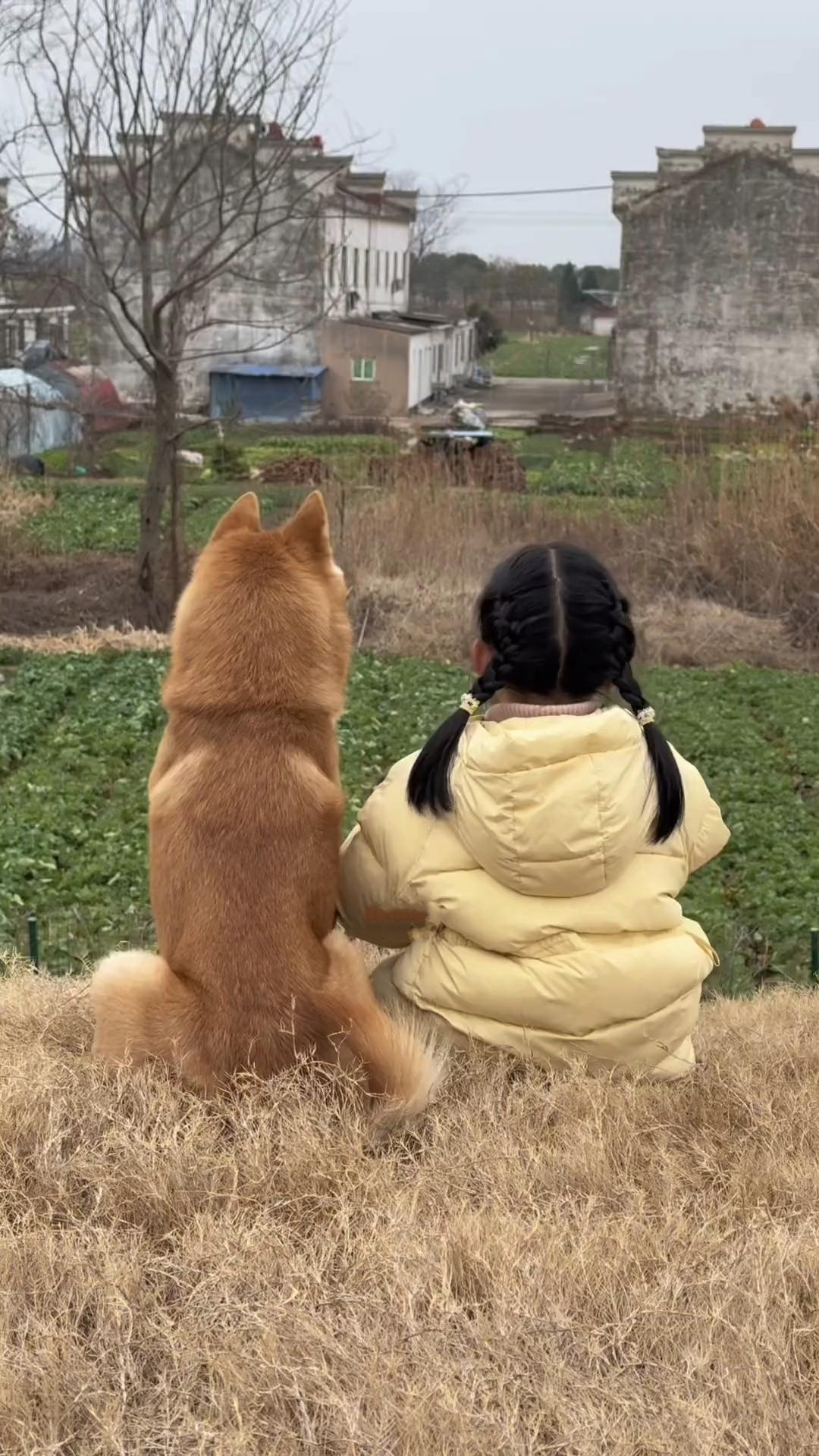 有大黄陪伴的童年才是完整的。

看着大黄和小姑娘在一起的温馨画面，让人不由得眼眶