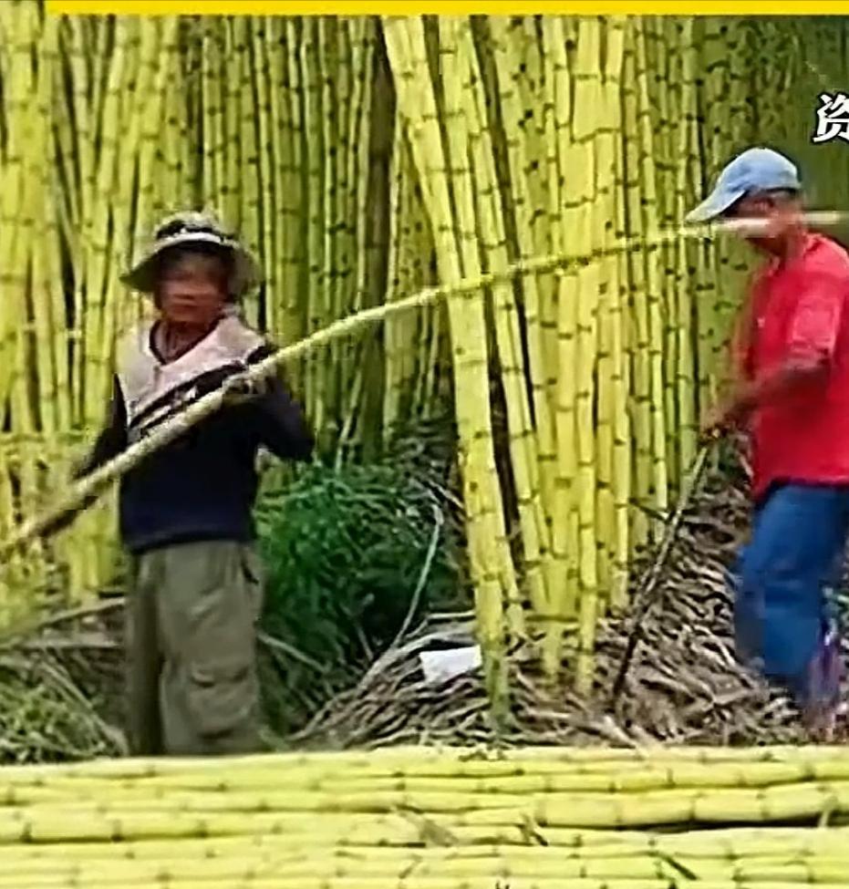 刷新认知！91 元一根的甘蔗，不是品质封神，是商家玩明白了 “定价套路”。

9