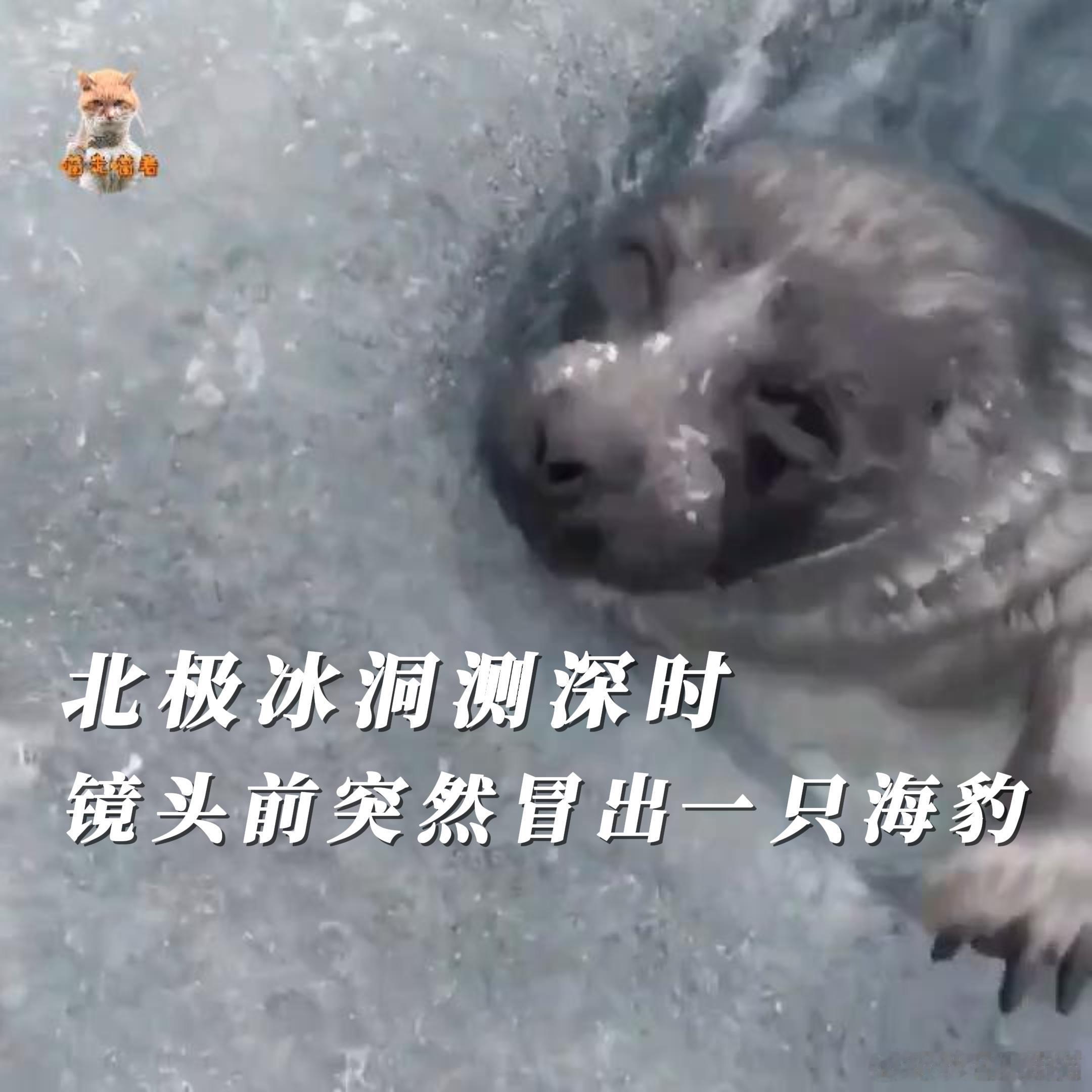 北极冰洞测深时，镜头前突然冒出一只海豹！海外新鲜事 一男子正在北极冰层的洞口测量