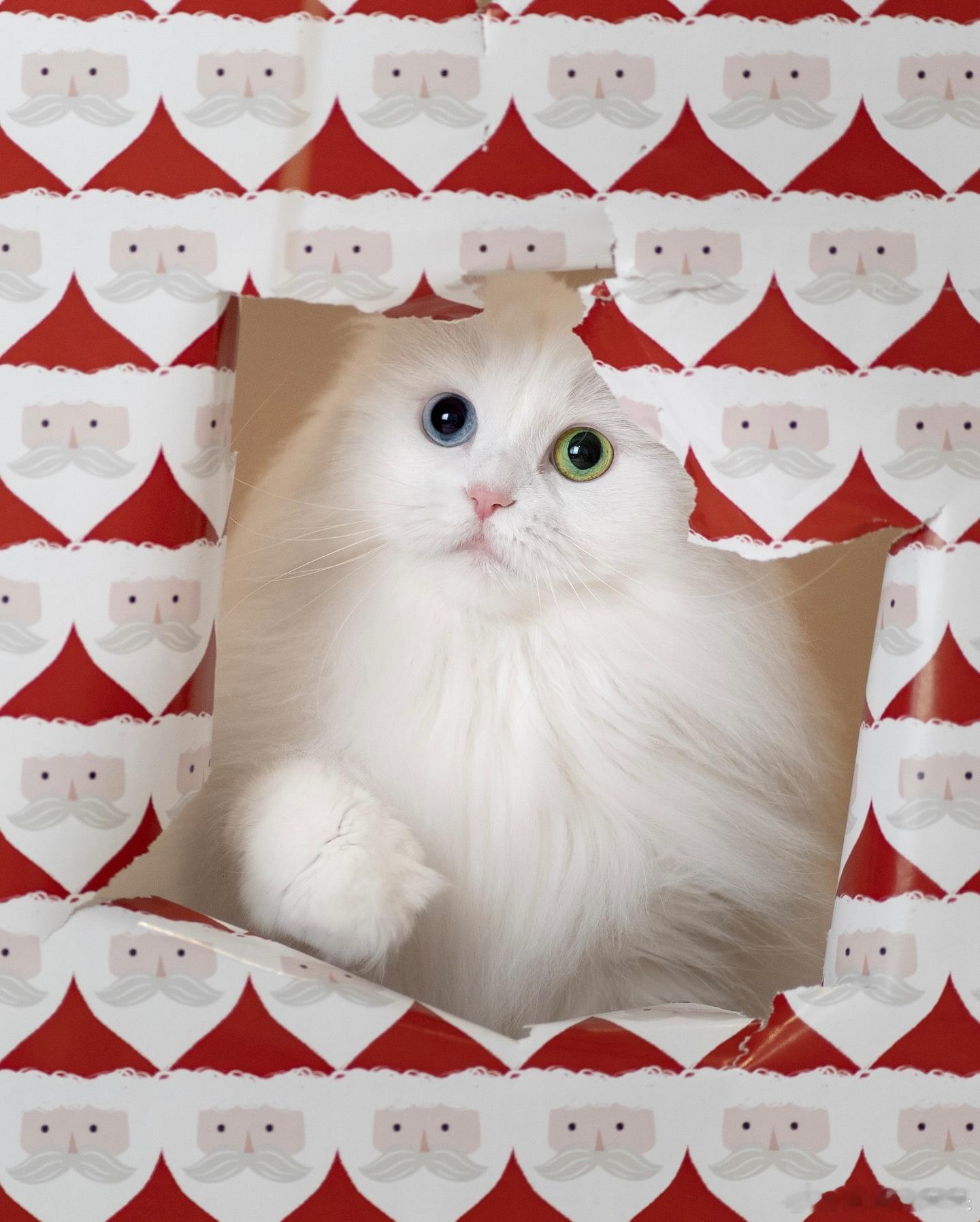 狮子猫和小黑脸猫新年照🎄✨🧸🎁 cr：mmeowmmia 