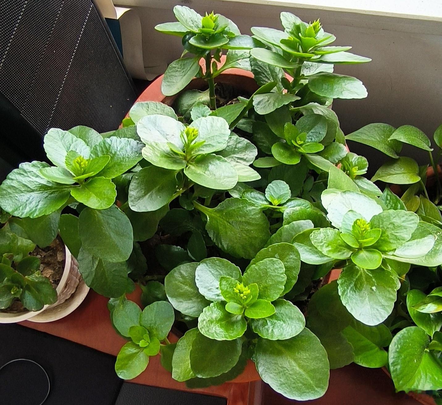 一片欣欣向荣，今年这花养的真成功