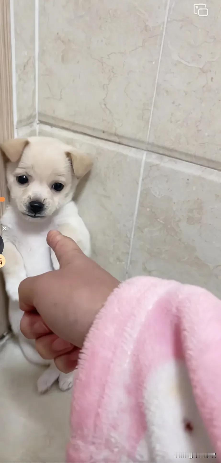 狗狗犯错都到家了，主人发现训斥它这么久都是白费力气，毫无作用，你瞧它可怜巴巴的模