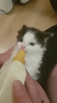所以小奶猫喝奶的时候，都是在用耳朵使劲儿吗？萌哭了！[笑cry] ​​​