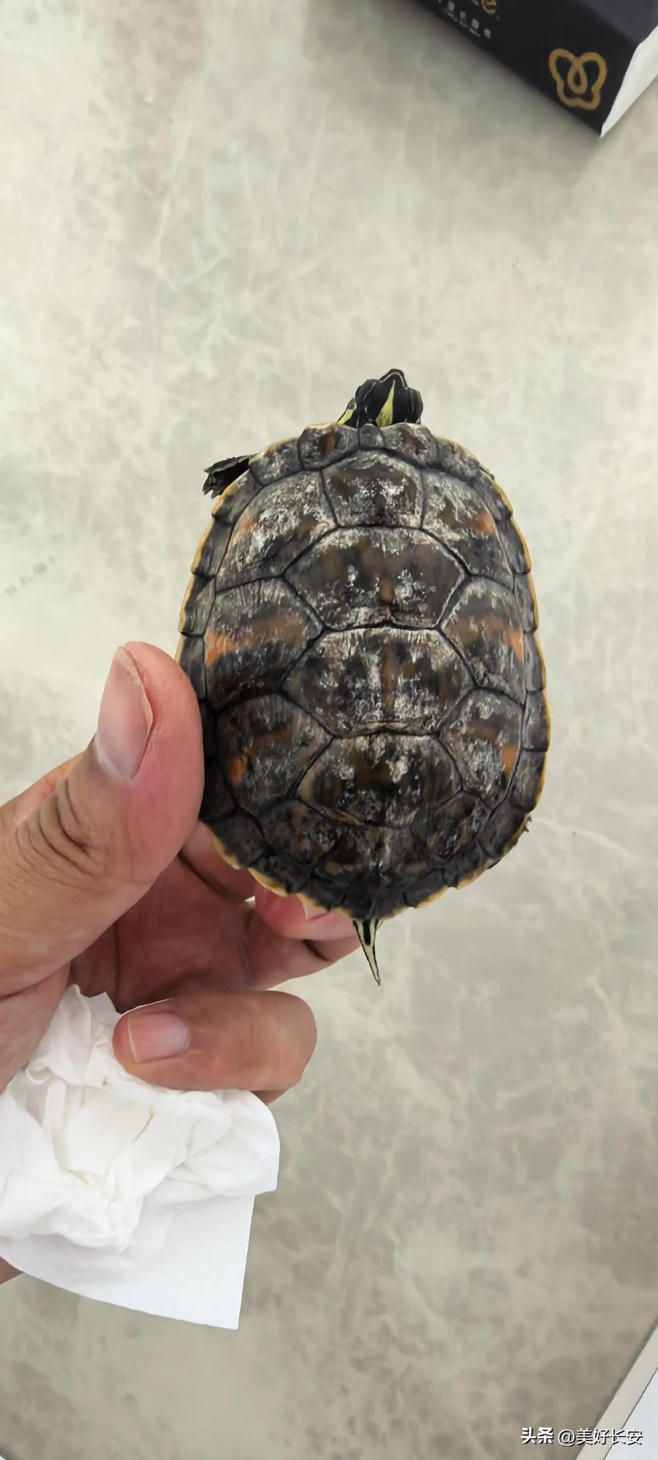 在连续失踪了三天之后，今天凌晨两点，家里的乌龟终于现身了。