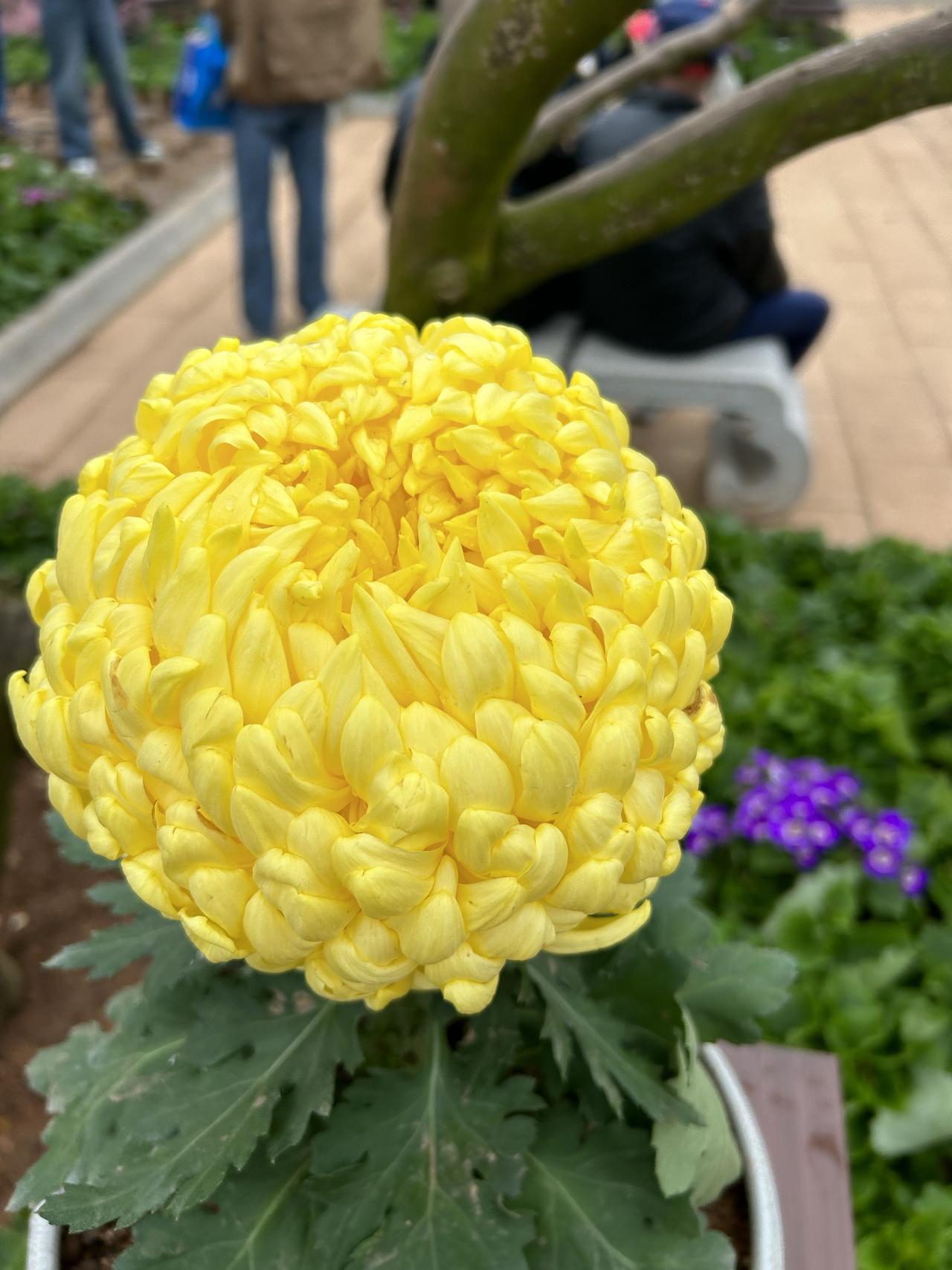 但是真的好美 很漂亮