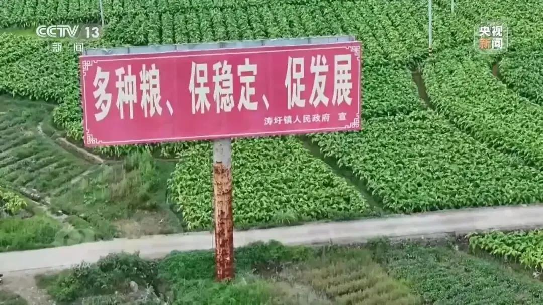江华县“纸上种田”被曝光，无冕之皇功不可没。江华县实际全县水稻种植仅23.8万亩