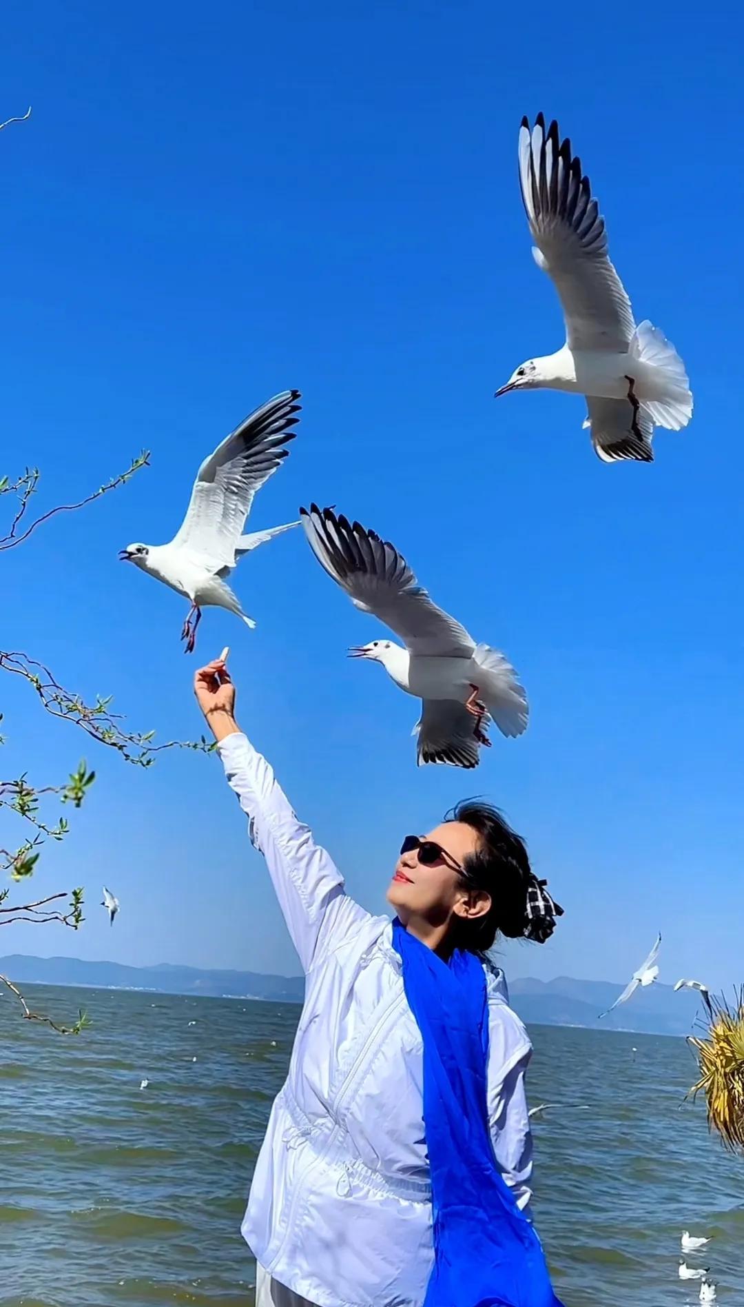 海鸥象征着自由，平安，纯洁，快乐，勇敢，无畏，不屈不挠，搏击风浪～～

翱翔在天