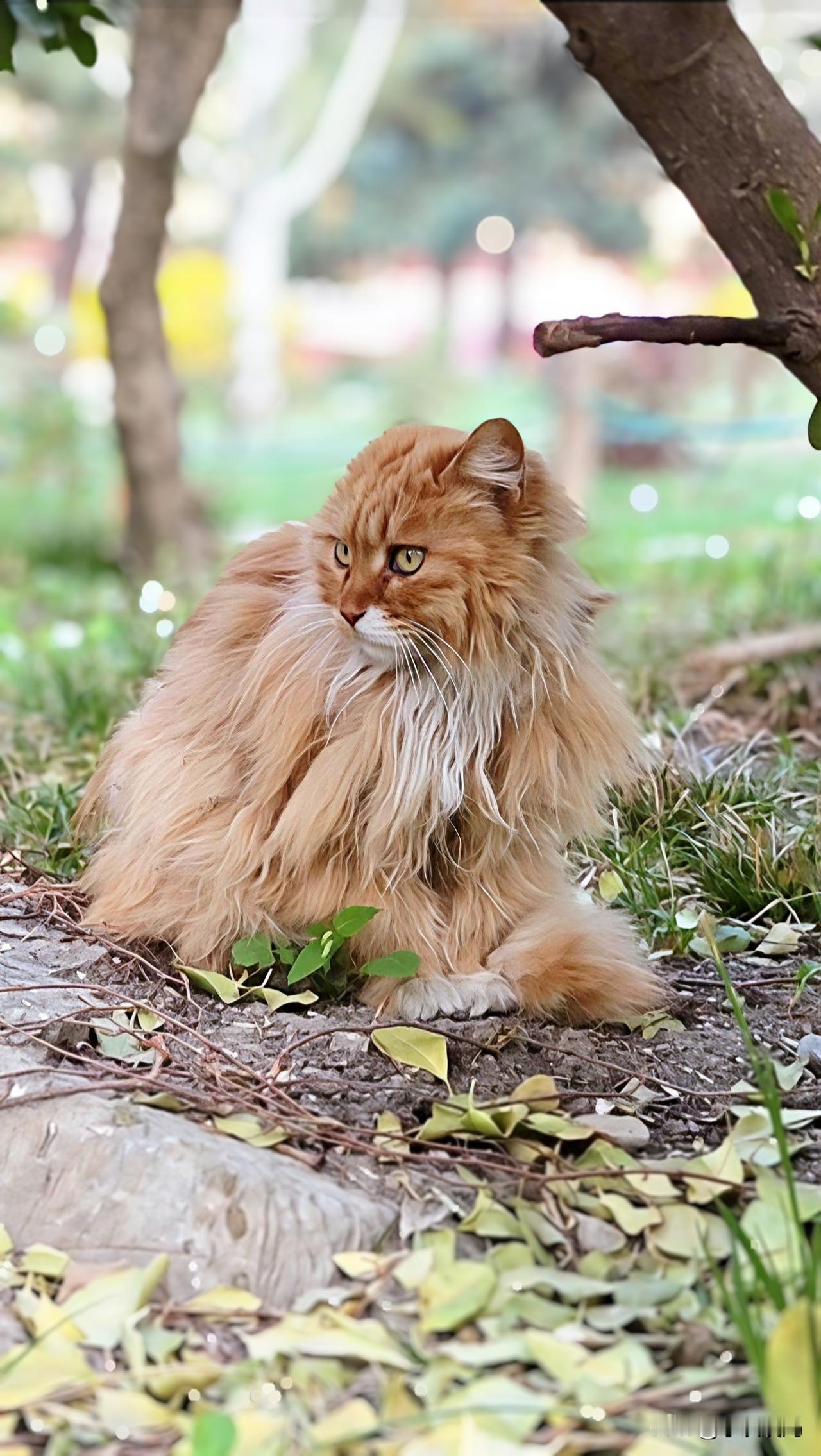 看看你镜头下的可爱猫咪这几只流浪猫都是我在不同的地方遇到的，都是可爱的猫猫！