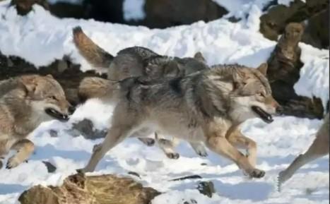 狼会怕什么？多数人并不知晓。在野外碰到狼千万不要跑，狼虽凶猛，然而只要了解它的致