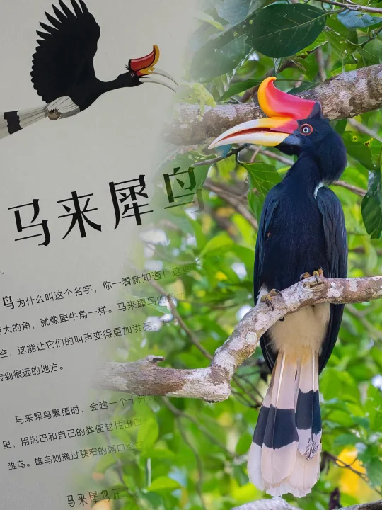 适合小读者的“鸟类科普画廊”