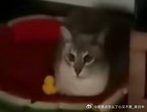 3986只黑脸无人在意照片的角落里，碧落和它的小黄鸭 